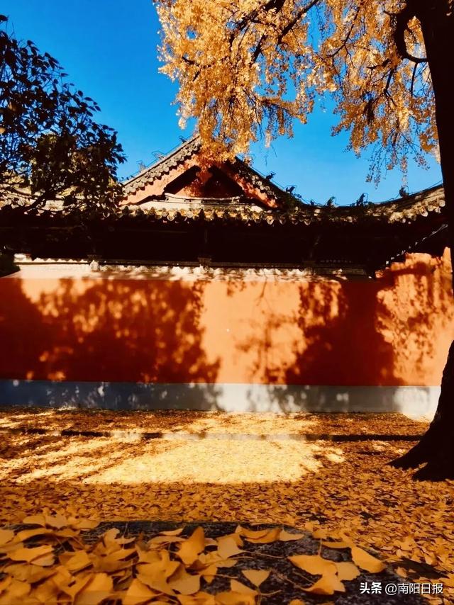 南阳秋色进行时：99%游客错过的6处绝美机位全公开