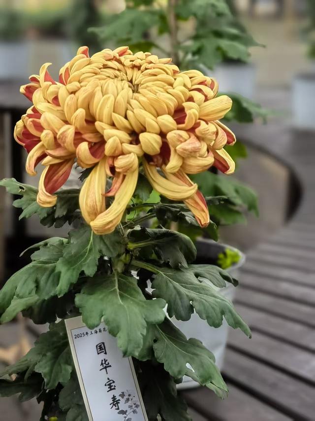 11月30日:2025年上海菊花展华丽登场