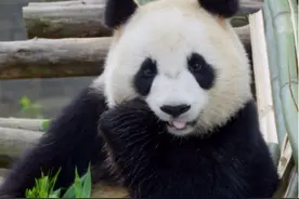 印度想租借大熊猫，40年向中国申请14次，全都被拒绝，这是为何？图片