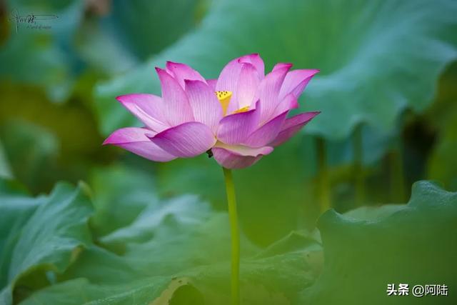 跑苍南黄金海岸线时走错路，邂逅离海浪沙滩最近的荷塘，花开仍艳
