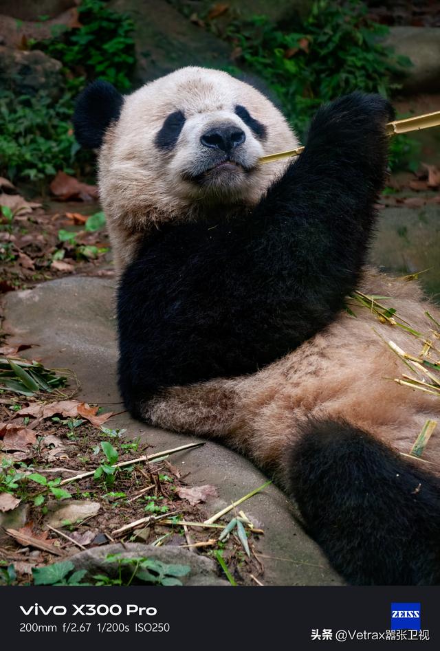 超全万字文！告诉你为什么 X300 系列是最强旗舰影像机