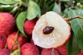 有人把荔枝和龙眼杂交了一下，竟诞生了一种新水果，2025年上市！图片