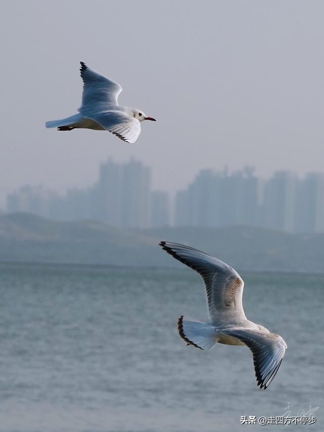 深圳湾观鸟：海舞鸟歌映盛世