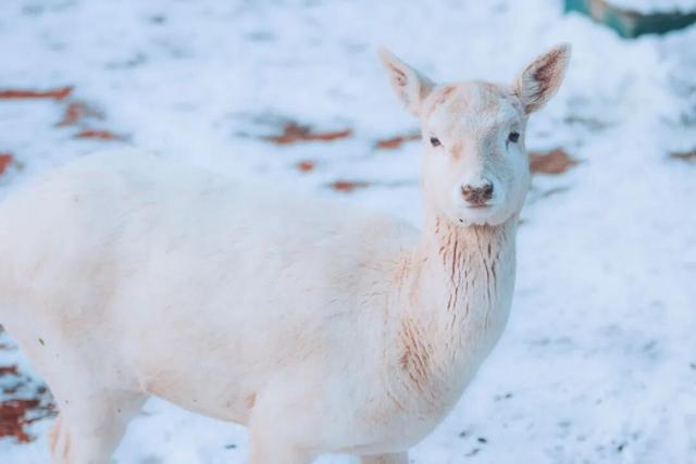 长春拟新增2家4A级景区