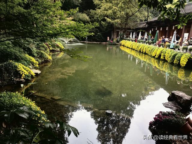 杭州植物园的菊花展——一场关于菊花的饕餮盛宴（二）