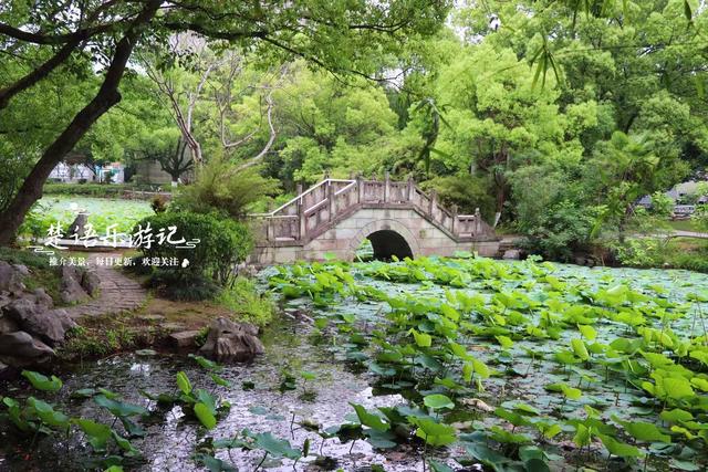 浙江宁波的老牌小众公园，被人忽略却是赏荷胜地，非常值得游玩