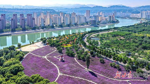永靖县黄河花堤：繁花织就休闲打卡地