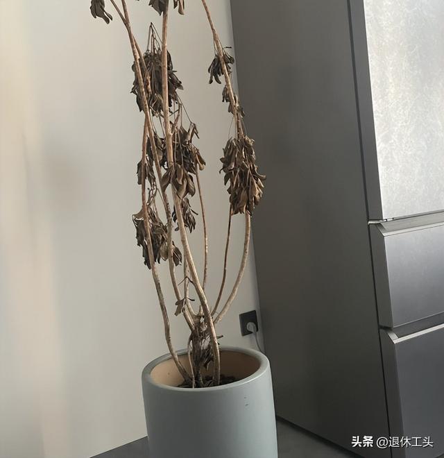 参观了无数中国家庭，我发现：越住越乱的家，都有这6样东西