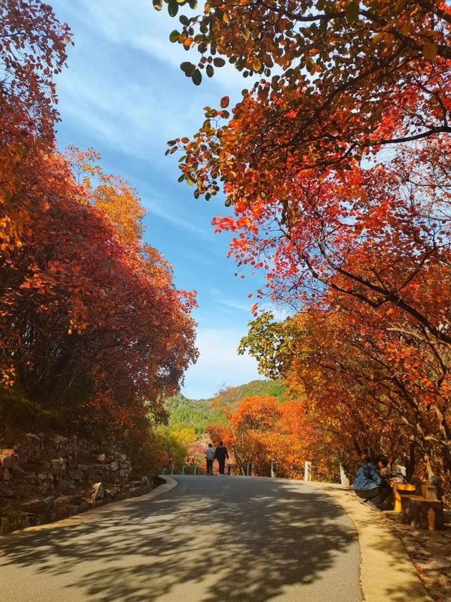 周末出发！济南这条自驾线路串起古建、名泉、红叶，美极了！