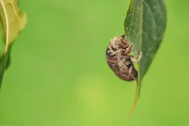 大家小时候吃过的昆虫图片