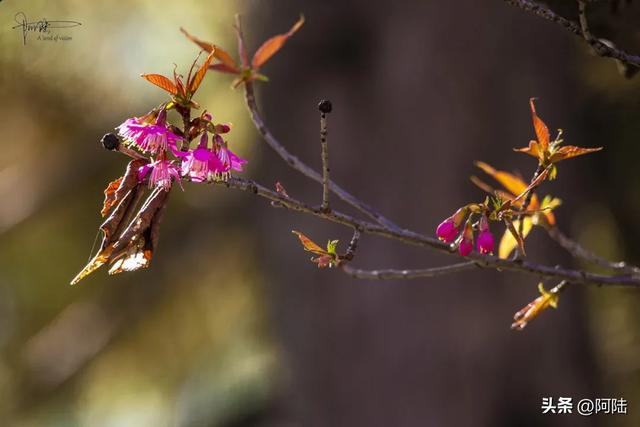 大理的樱花之美一如杭州的桂花之香，满城皆是，随处可闻