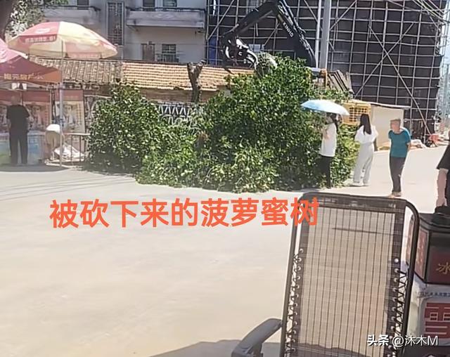 为避台风，全红婵爸爸把几十年树龄的菠萝蜜树都砍了，真的很可惜