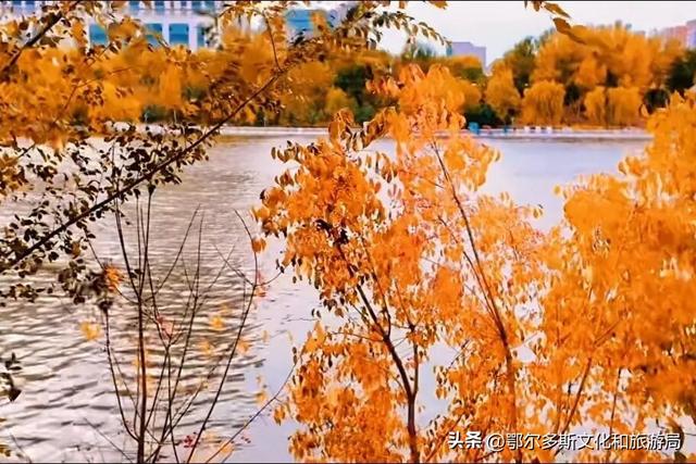 东胜区秋日私语——抓住金色的尾巴