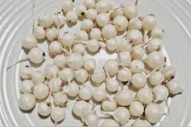 【哈哈镜】地里种“珍珠”——大珠小珠落玉盘！图片