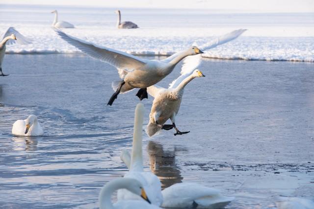 “谁说深圳没有秋天？🦢这里的候鸟会‘啾’醒你的秋天～”