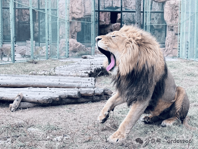 3月8日，鄂尔多斯送给所有女生的情书：免门票，请你来看白鲸！