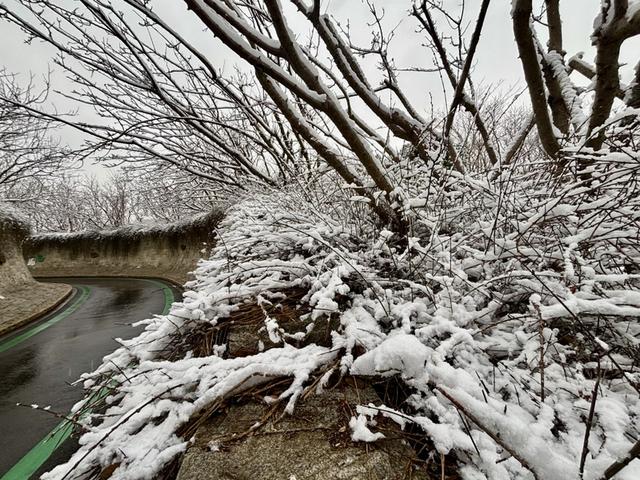瑞雪飘然而至中国海滨城市青岛