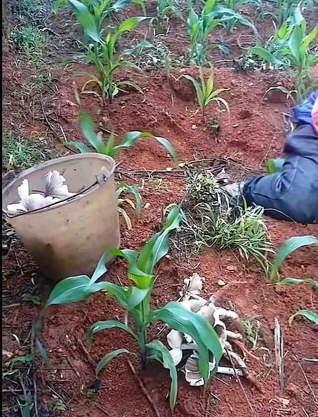 云南元江玉米地现大片鸡枞菌