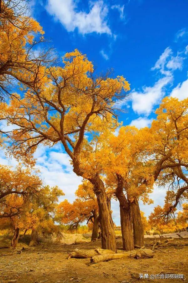 立足千年胡杨，轮台如何打造文旅新名片？