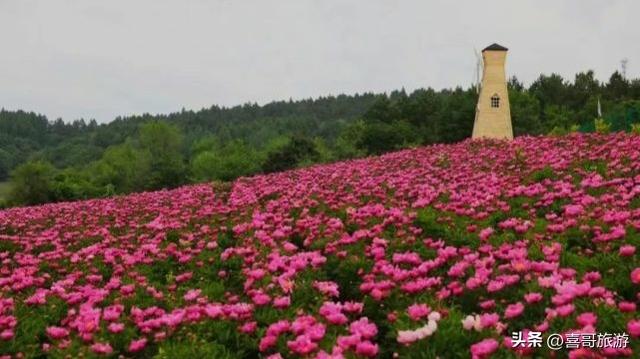 辽源“花海王国”：300亩芍药绽放，一年仅美20天，错过要等一年