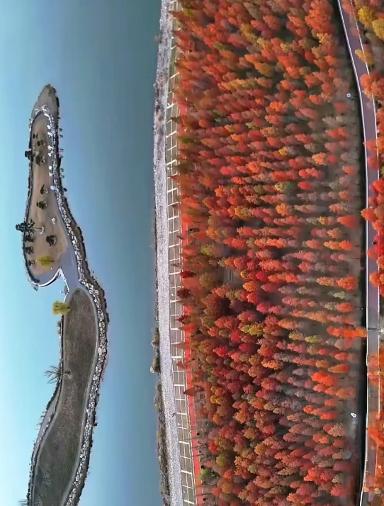 临沂「红杉」「红枫」浓度拉满，出片率100%