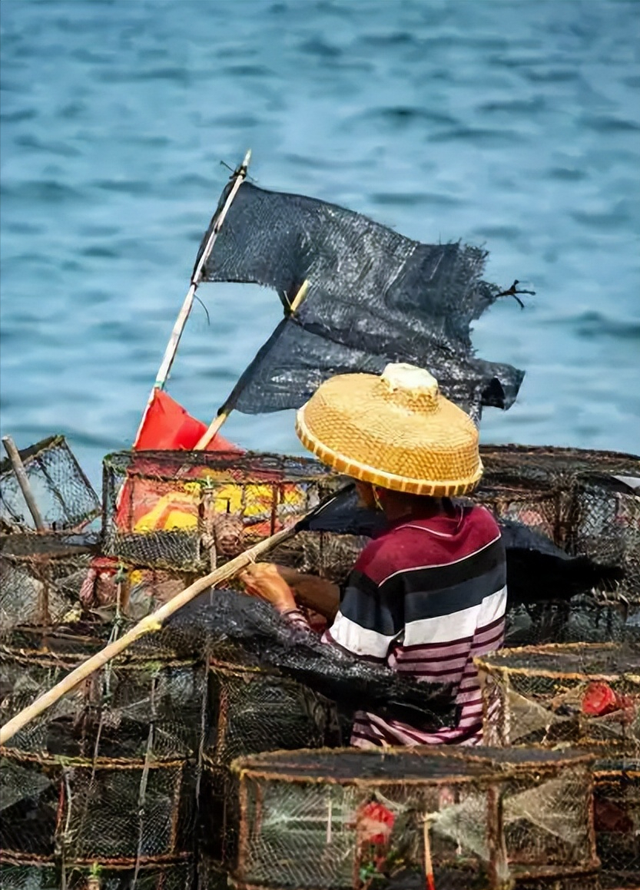 鳘鱼胶价格 2026年鳘鱼胶价格一般多少钱一斤