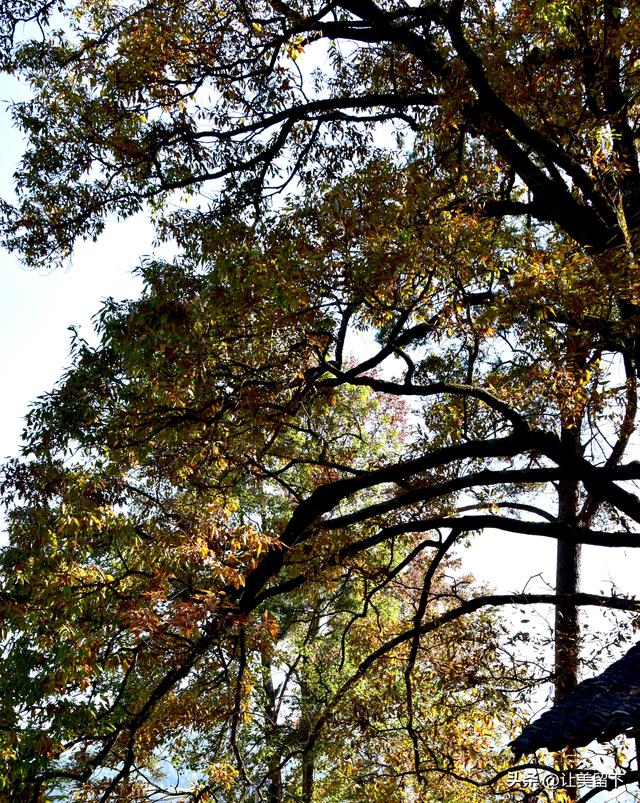 贵州贵阳乌当区的柿子和彩林，体验初冬之韵