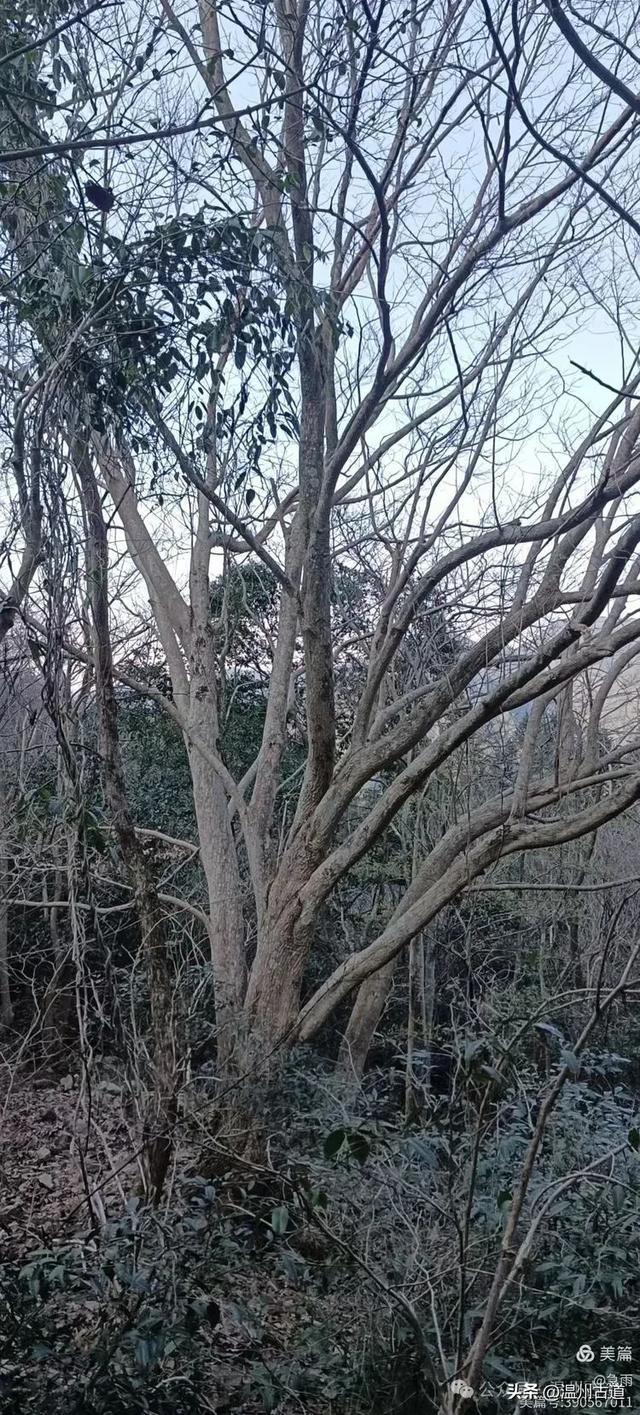 探秘楠溪江源头之三——初探这片鲜为人知的原始森林