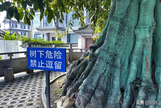 大理有棵黄葛树已经600多岁，曾被砍去一半，如今却枝繁叶茂‌