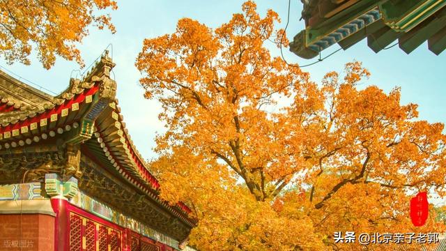 周末香山赏红叶保姆攻略