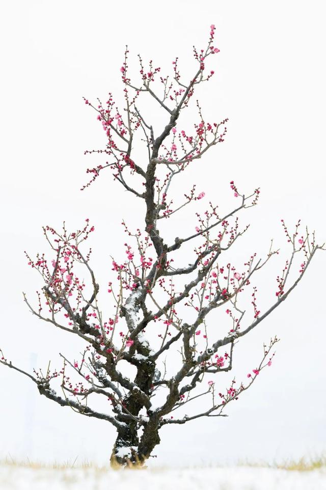 航小天带你看长安 | 唐村首批梅花悄然绽放