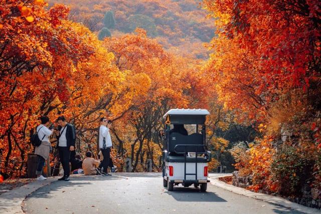 抱犊崮入选山东金秋醉美红叶观赏地