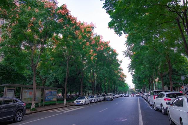 栾树花开,扮靓郫都秋日美景!