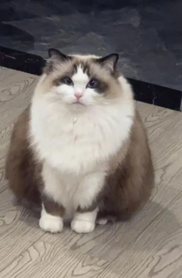 笑死了！主人展示25斤布偶猫引热议，网友：我这19斤的再加加餐？