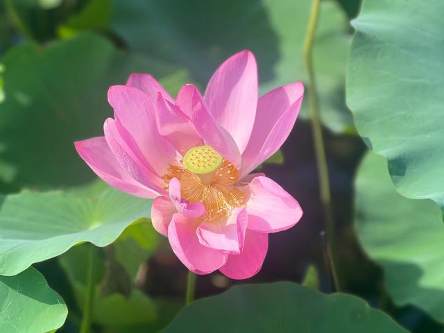 夏日西湖，8月9日。