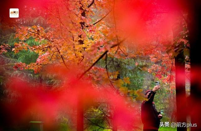 古城与秋叶的交响