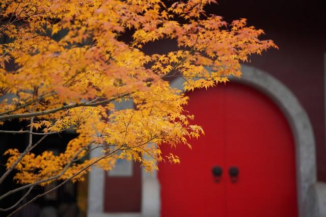 栖霞山强烈预警：赶在降温前快来打卡，红枫最佳观赏期别错过！