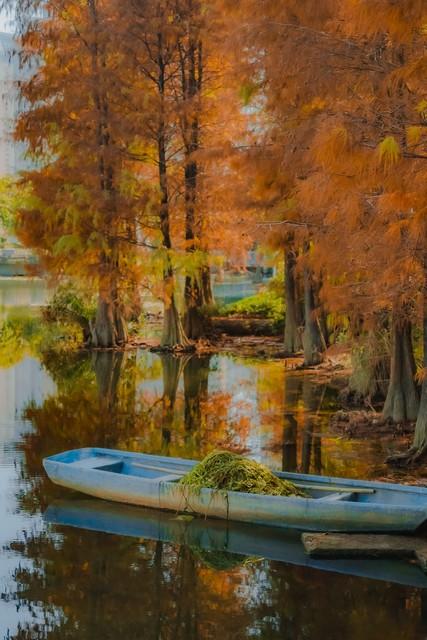 深圳这九个有落羽杉的地方，秋色美如画，接下来一天比一天美