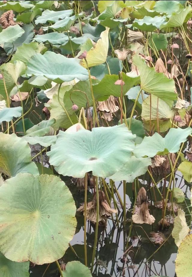 王林平随笔《古人对水域的诗情画意》