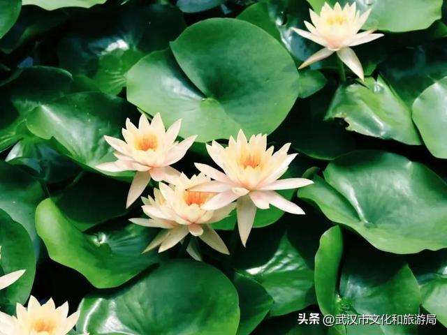 武汉荷花已到盛花期！5处赏荷地，地铁直达