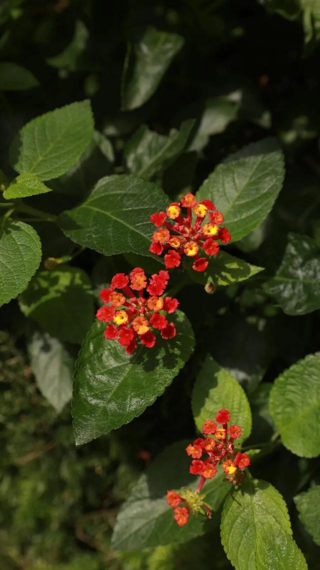 捡秋，在千年古城里体验“寻宝”游戏