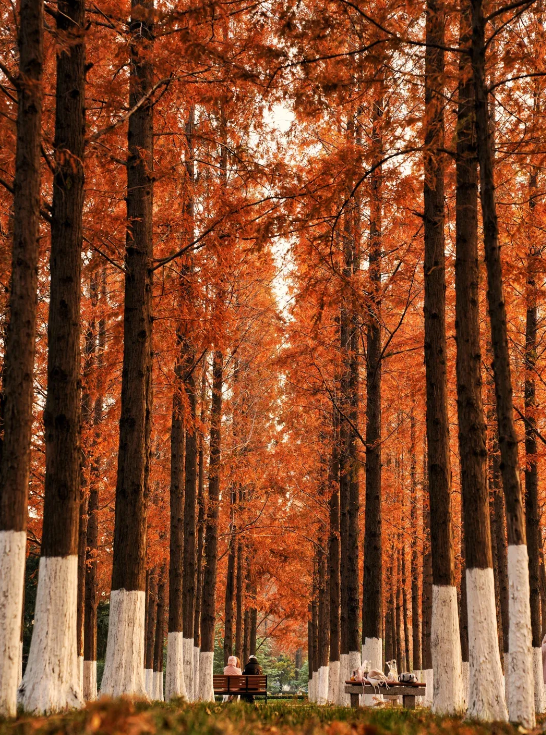 临沂「红杉」「红枫」浓度拉满，出片率100%