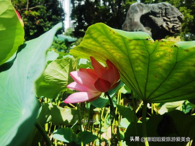 千年古莲能重开？广州海幢寺揭秘，一场跨越时空的花事！附攻略