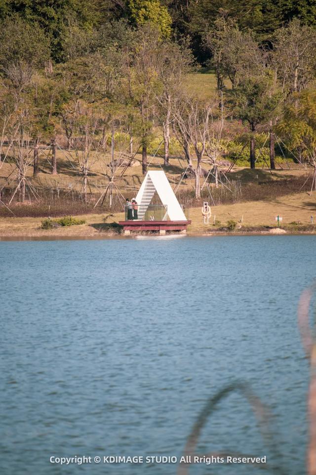 深圳秋日限定:三处落羽杉秘境,邂逅南国绚烂!