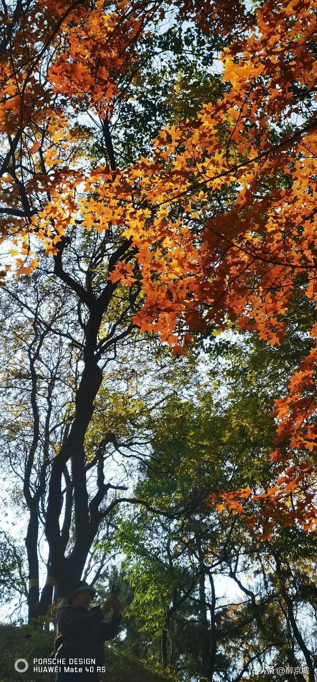 颐和园的枫叶红了