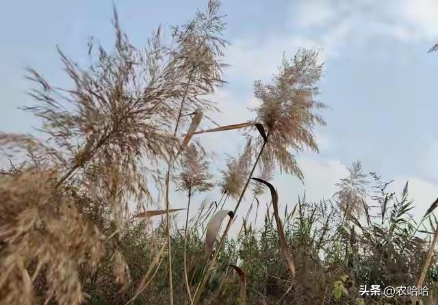 “立冬不过午，三九雪堵门”，明日立冬，今年冬天雪大吗？早了解