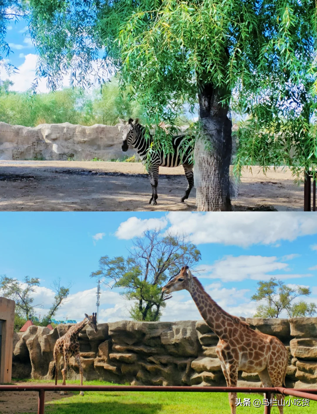 黑龙江旅游，鹤城齐齐哈尔打卡攻略！