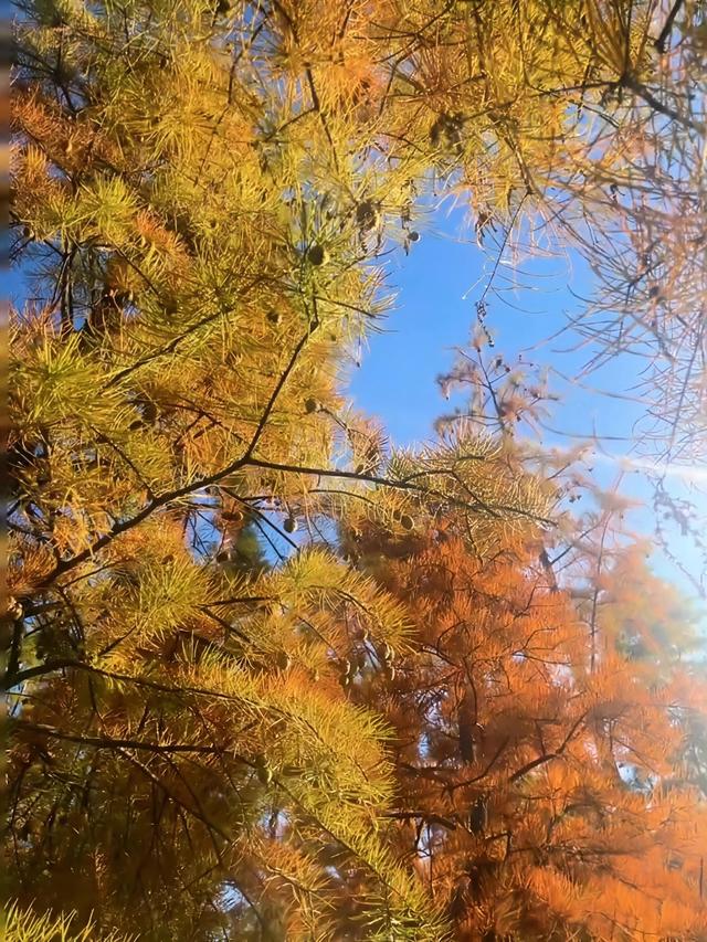 人少景美，昆明经开区马料河水杉红艳正当时！