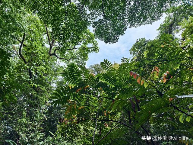 马来西亚(31)砂拉越州⑤姆鲁山canopy树冠高空漫游