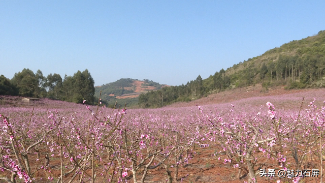 来石屏 赴一场春天的粉色花事